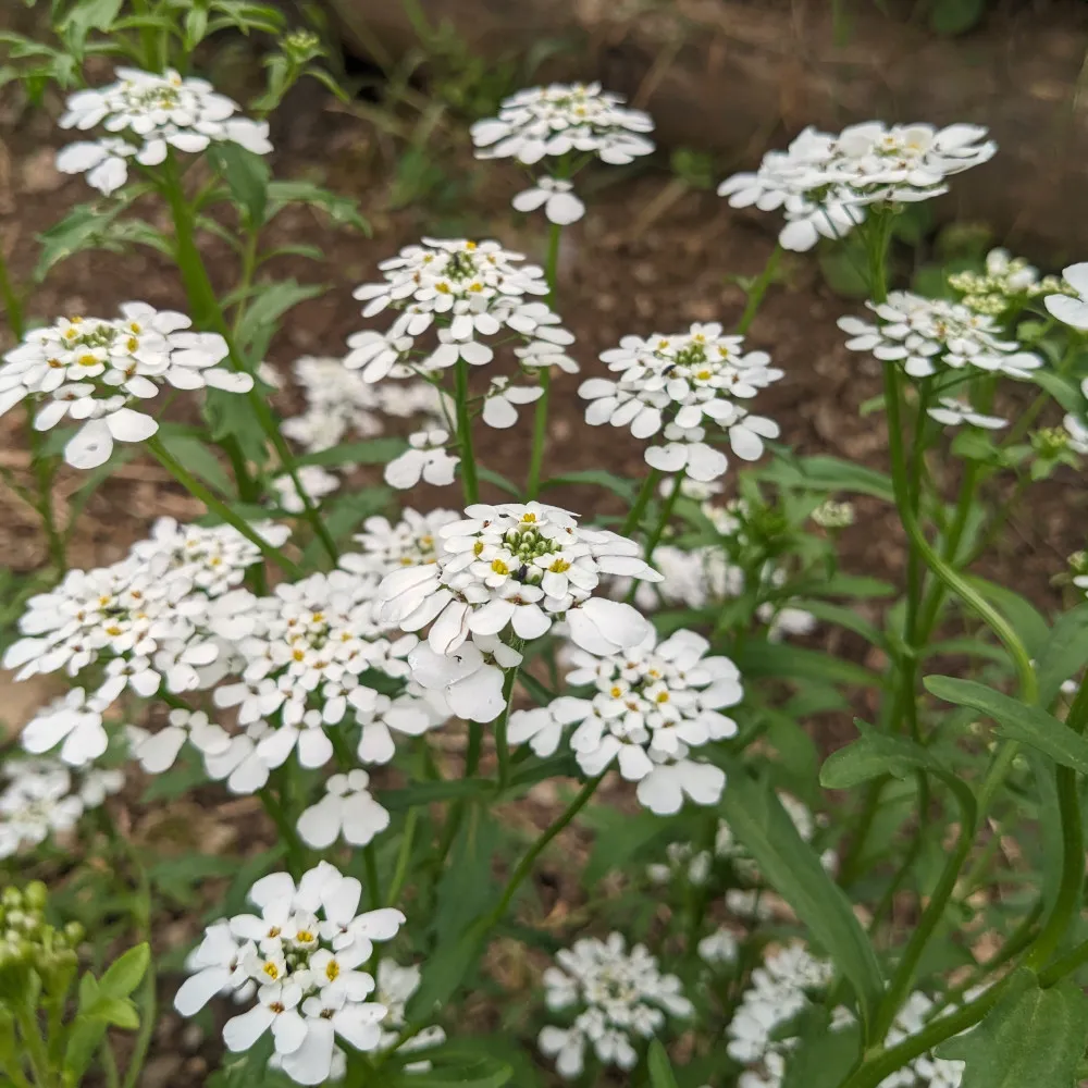 L’image montre un groupe d’Iberis amara, également connue sous le nom d’ibéris amer. Ces plantes présentent des grappes de petites fleurs blanches en forme de croix, typiques de la famille des Brassicaceae. Les fleurs sont disposées en grappes denses au sommet de tiges vertes avec des feuilles étroites. L’arrière-plan est flou mais suggère un habitat naturel avec du sol et d’autres végétaux, ce qui met en valeur les fleurs blanches de la plante.