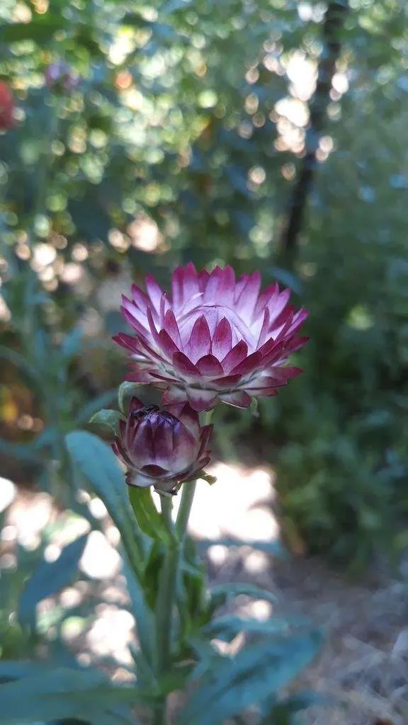 graines biologiques et reproductibles d'immortelle à bractées