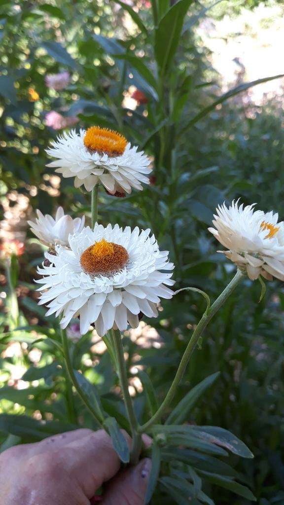 graines bio d'immortelle à bractées