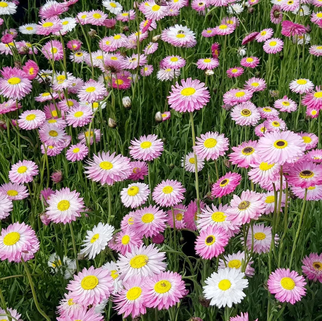 L'image montre un groupe d'immortelle d'Australie, elles sont en touffe et elles se serrent les coudes