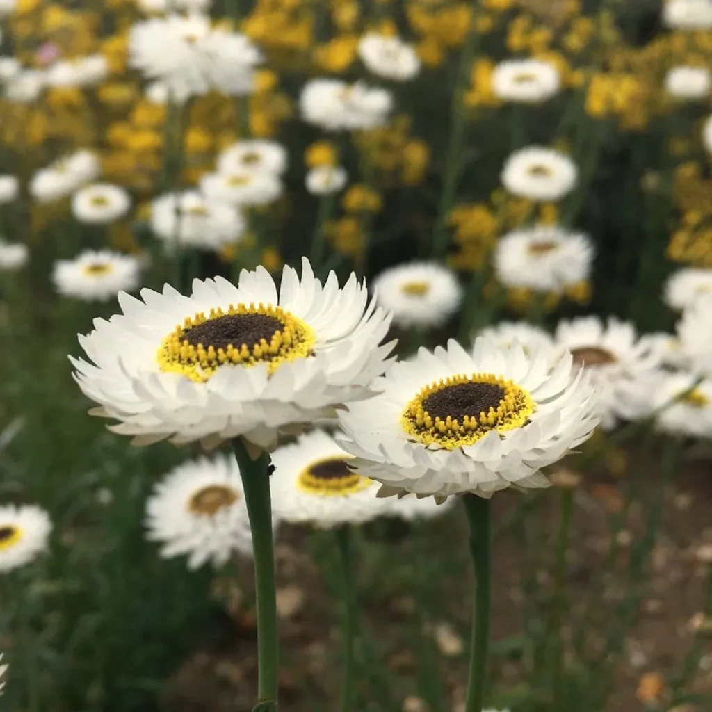 L'image montre des fleurs de Rhodanthe chlorocephala, elles sont blanches avec le coeur jaune