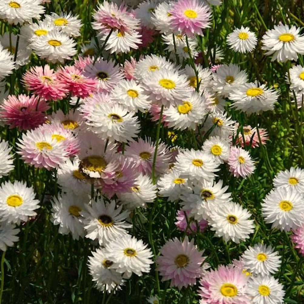 L'image montre des fleurs de rodantes fait par pensez sauvage qui vous propose dessemences paysannes de Rodanthe ou immortelle d'Australie