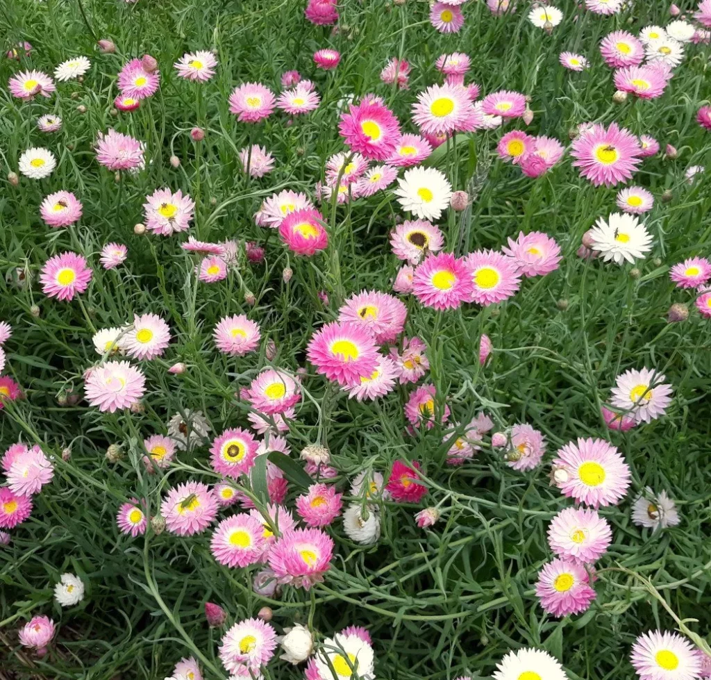 semences paysannes reproductibles d'immortelle d'australie
