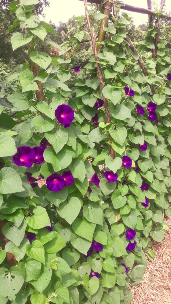 L'image montre un grillage rempli d'ipomée à fleurs pourpres