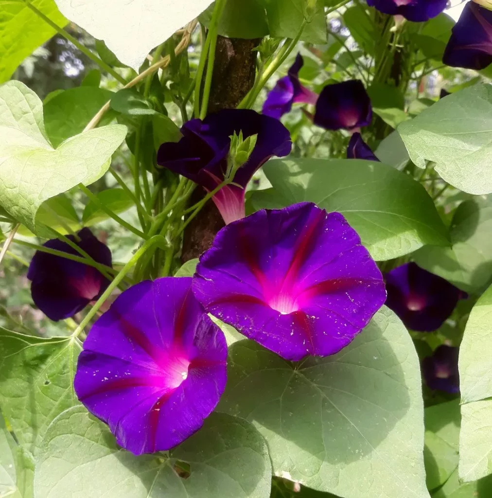 L'image nous montre deux fleurs d'ipomée, elles sont en forme de trompette et de couleur pourpre