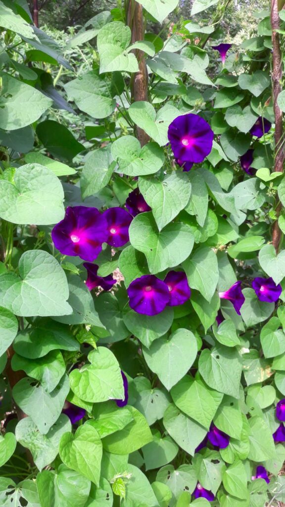 l'ipomée à fleurs pourpres est superbe, je l'aime beaucoup!