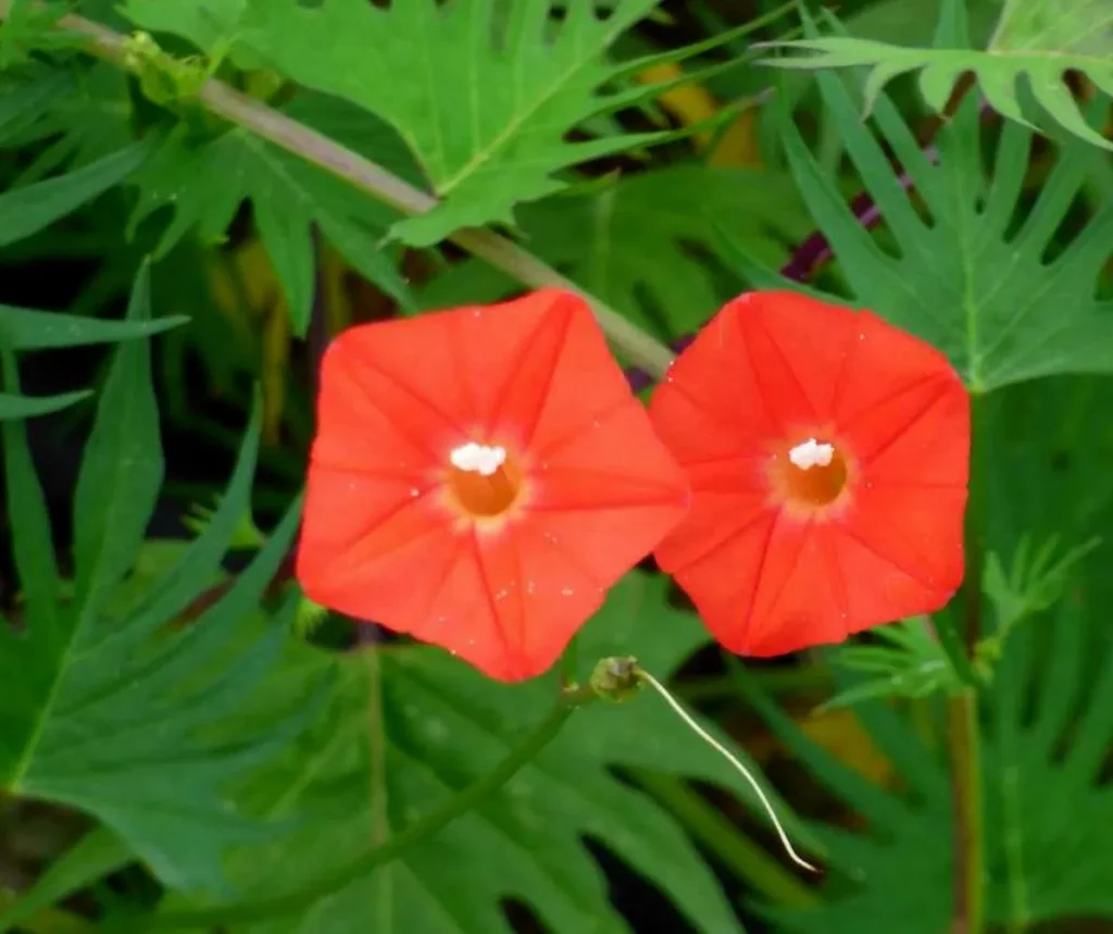 Semences biologiques et reproductibles d'Ipomée Quamoclit