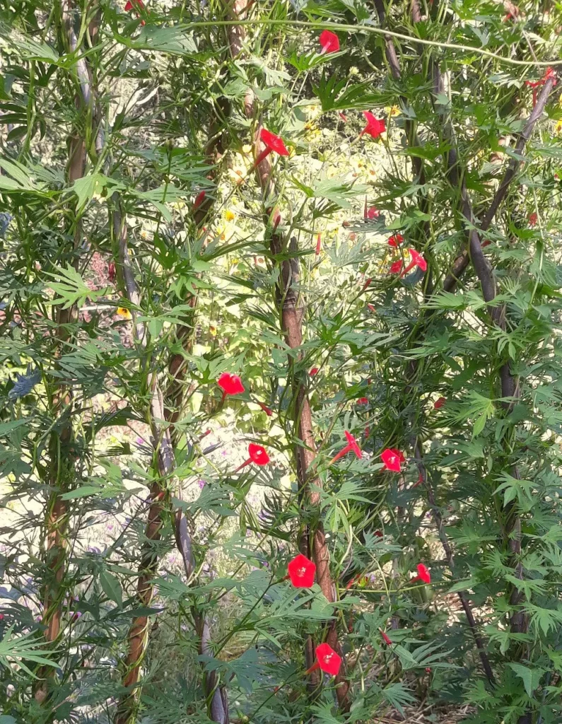 L'image montre des plants d'Ipomée Quamoclit