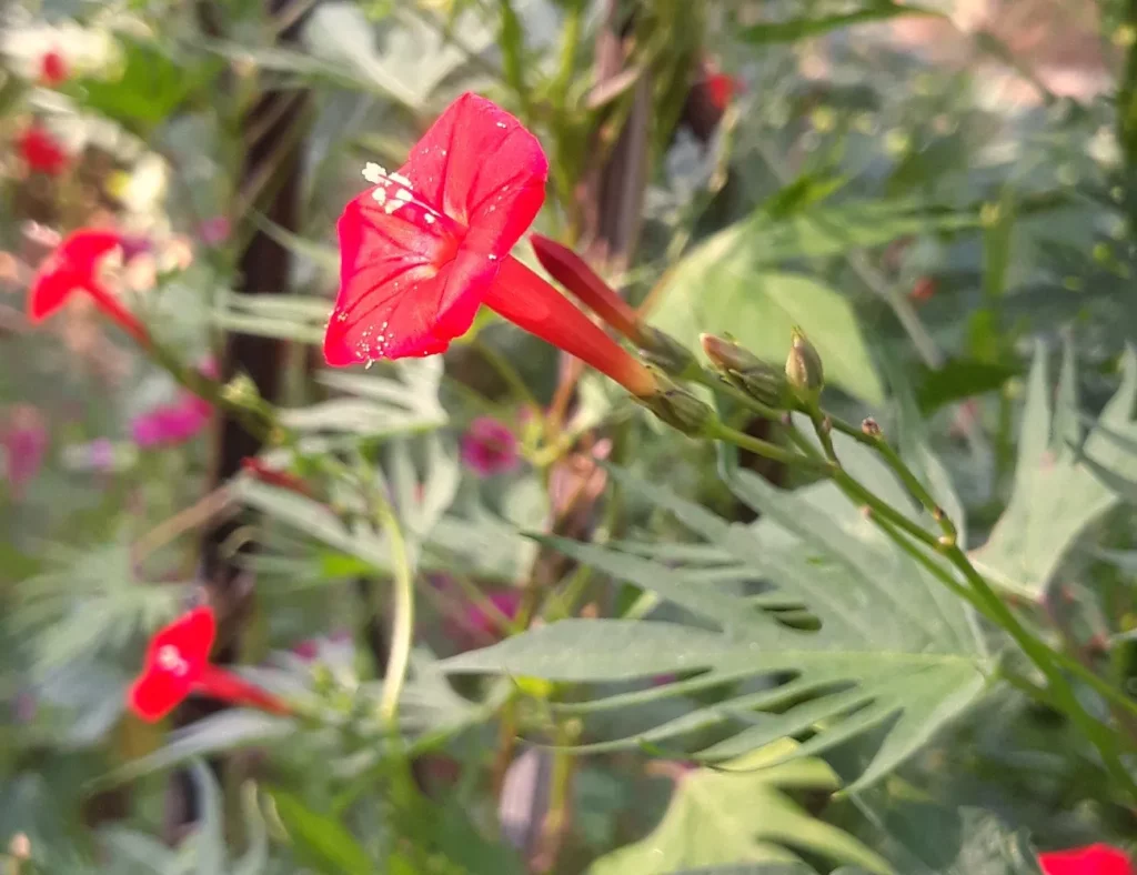 L'image montre cette fameuse plante grimpante, l'ipomée quamoclit