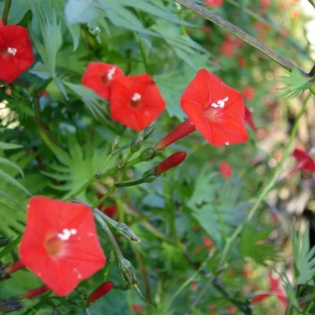L'image montre des fleurs rouges d'ipomée Quamoclit, une plante rare
