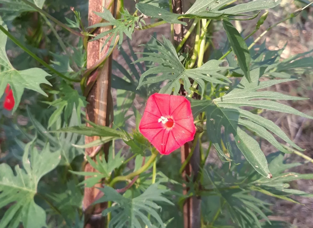 L'image montre une fleur d'ipomée rouge