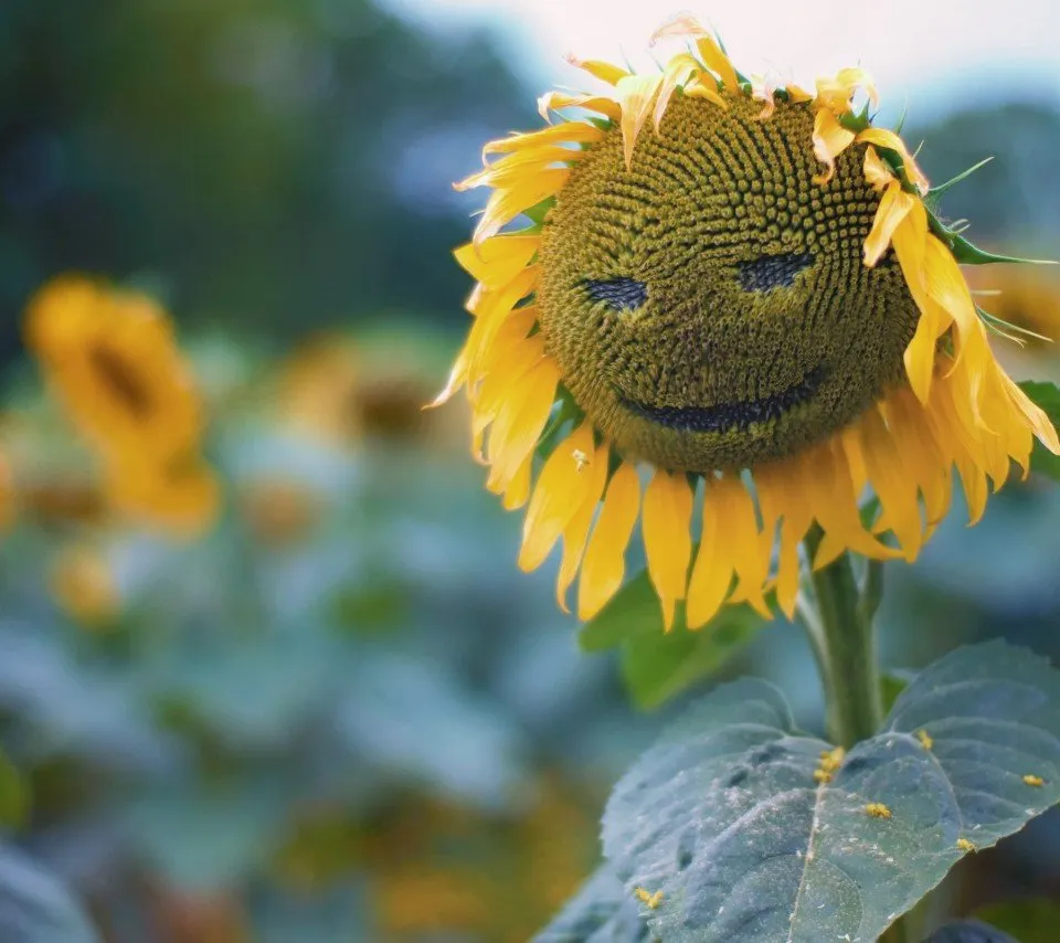 Graines biologiques reproductibles de Joyeux mélange de fleurs annuelles - Pensez Sauvage
