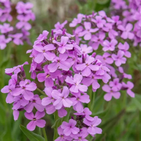 Gros plan sur une touffe de Julienne des dames (Hesperis matronalis) en pleine floraison. Les fleurs à quatre pétales forment de jolis bouquets denses d’un violet rosé lumineux, tirant parfois vers le lilas clair. Chaque fleur mesure environ 2 cm de large, et l’ensemble dégage un parfum sucré et doux qui s’intensifie en soirée. On distingue les boutons floraux plus sombres au sommet des tiges et le feuillage lancéolé, légèrement duveteux typique de la plante. L’arrière-plan, flou, laisse deviner d’autres pieds en fleurs, donnant une impression de massif naturel et léger, comme une scène de jardin de curé en été.
