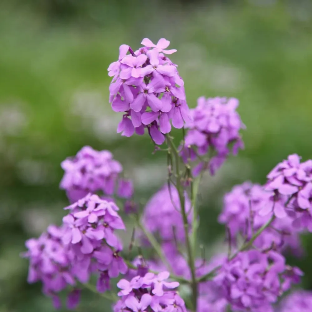 Inflorescences de Julienne des dames (Hesperis matronalis) en pleine floraison, photographiées dans un jardin naturel. Les grappes de fleurs d’un violet doux tirant sur le mauve se détachent sur un fond vert flou. Chaque fleur à quatre pétales en croix forme un petit disque délicat, et les tiges fines se dressent avec légèreté. À ce stade, la plante commence déjà à former ses futures siliques, les longues gousses qui contiendront les graines fines et brunes typiques de l’espèce. L’ensemble évoque une plante rustique et élégante, appréciée autant pour son parfum du soir que pour sa capacité à se ressemer naturellement au jardin.
