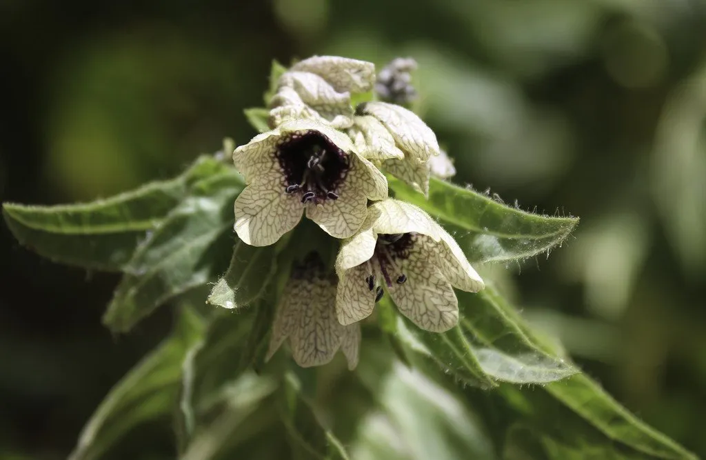 Une fleur de jusquiame noire