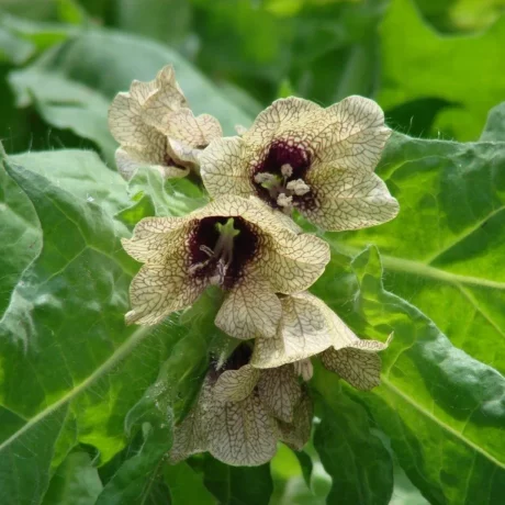 Sur cette image on voit une grappe de fleurs de jusquiame, avec du feuillage en arrière plan.