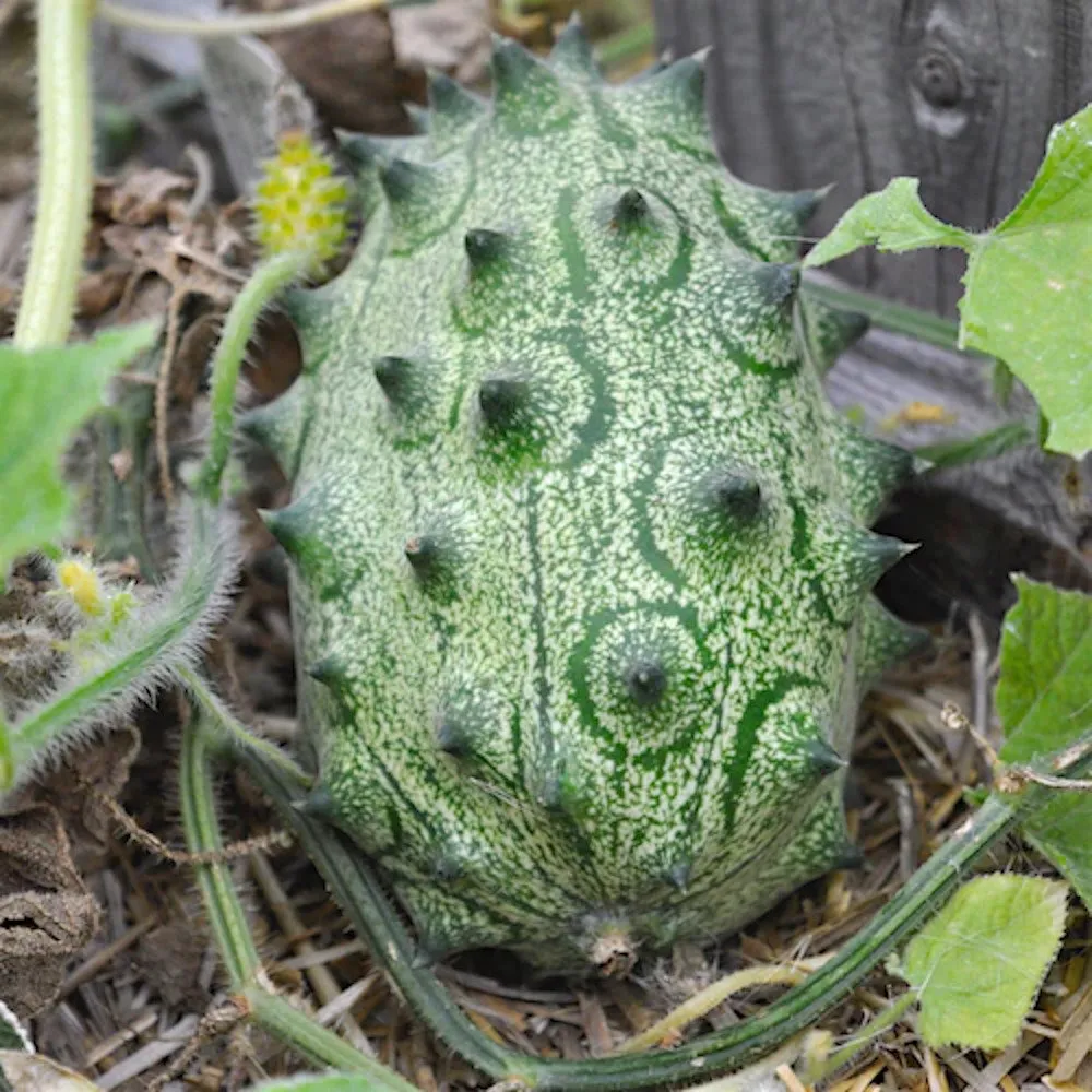 un fruit du kiwano sur le sol, il est vert et on voit bien ses piquants