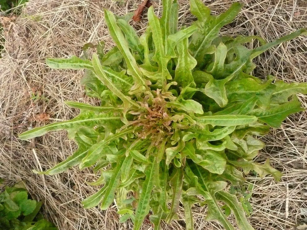 Laitue biscia rossa au potager