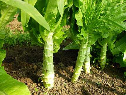 Graines biologiques reproductibles de Laitue "Celtuce" - Pensez Sauvage