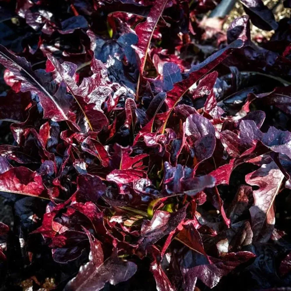 L'image montre une laitue en gros plan ces feuilles sont rouges