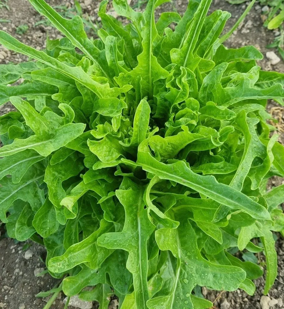 L'image montre une grosse laitue radichetta dans le potager