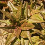 Laitue romaine "oreilles du diable"