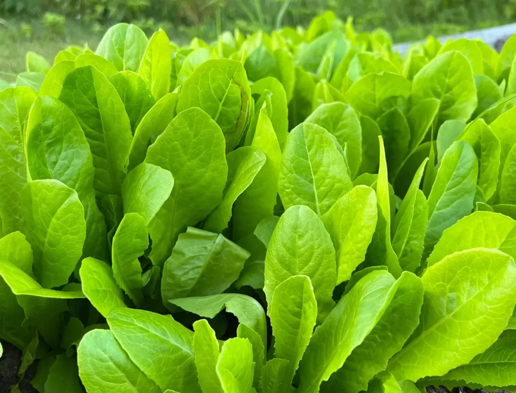 L'image montre plein de salades plantées un peu proche les unes des autres! Le jardinier à dut échapper son sachet de graines!