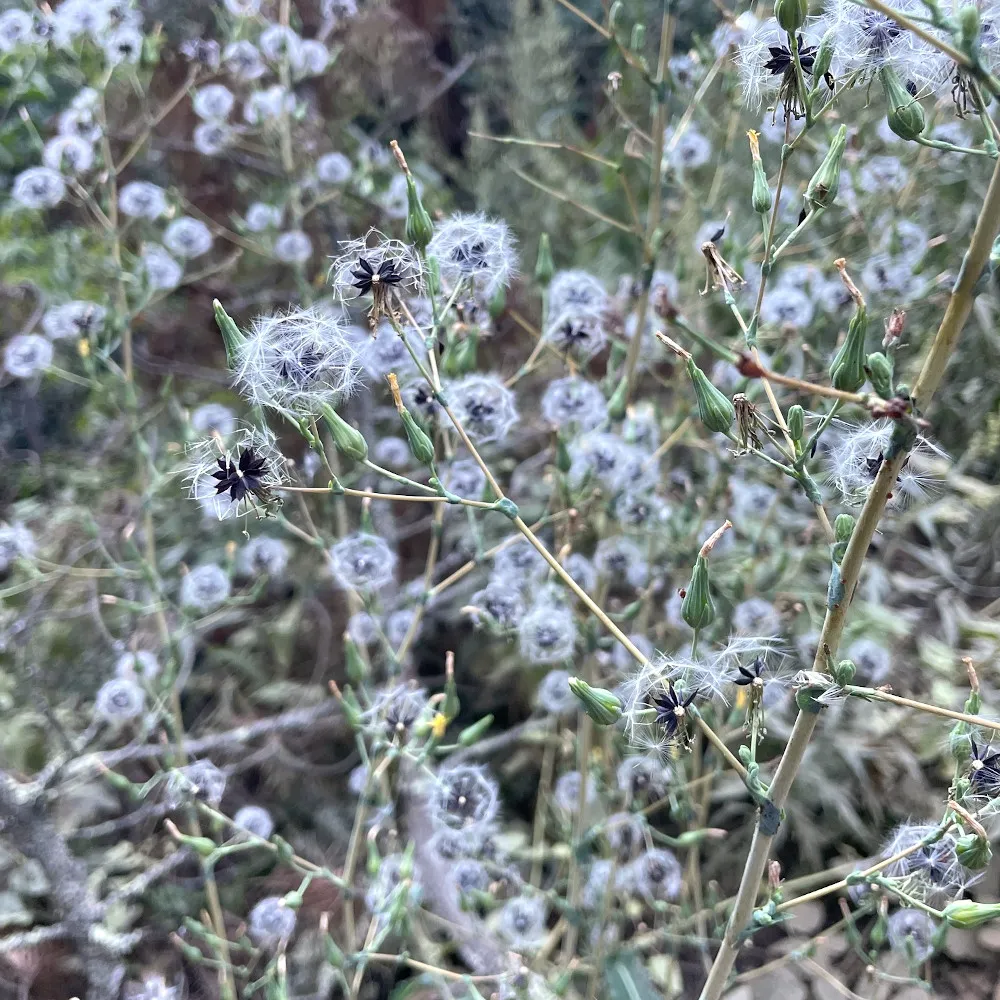 Sur cette photo on peut voir une multitude de fleurs de laitue vireuse