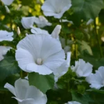 Lavatère à fleurs Blanches