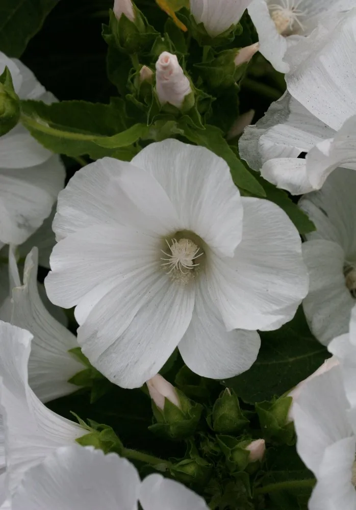 semences de lavatère blanche