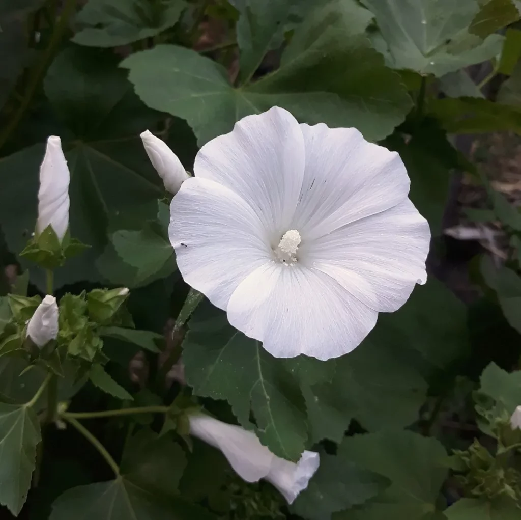 lavatère blanche