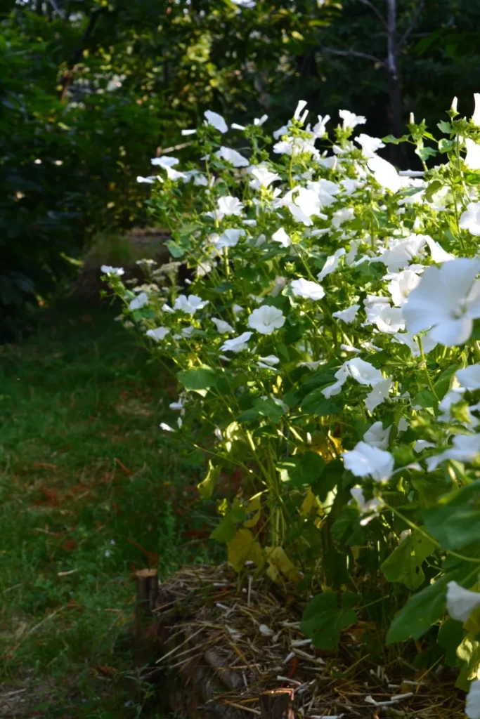 Lavatère à fleurs blanches