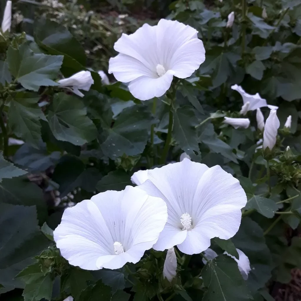 graines de lavatère a fleurs blanches