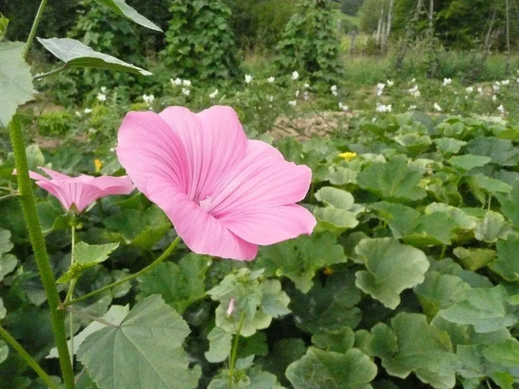 Graines biologiques reproductibles de Lavatère ou Mauve Annuelle - Pensez Sauvage