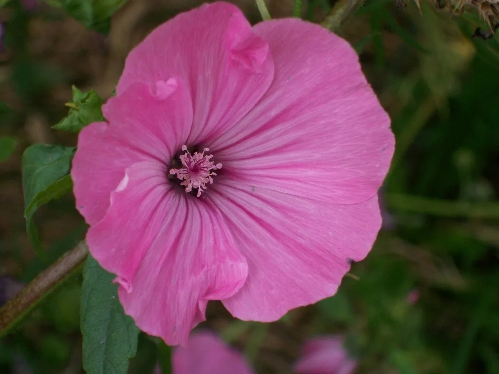 Graines biologiques reproductibles de Lavatère ou Mauve Annuelle - Pensez Sauvage