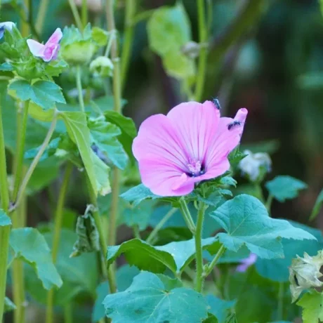 Graines biologiques reproductibles de Lavatère ou Mauve Annuelle - Pensez Sauvage