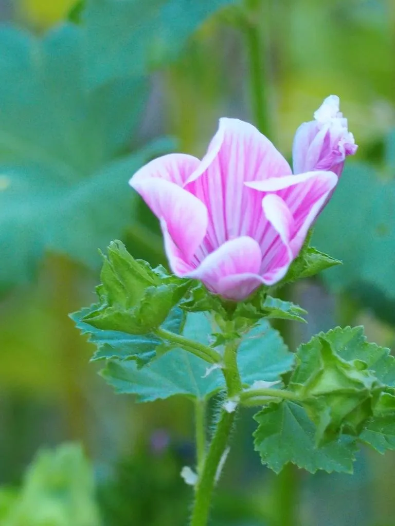 Graines biologiques reproductibles de Lavatère ou Mauve Annuelle - Pensez Sauvage