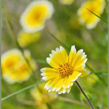 Graines biologiques reproductibles de Layia platiglossa - Pensez Sauvage