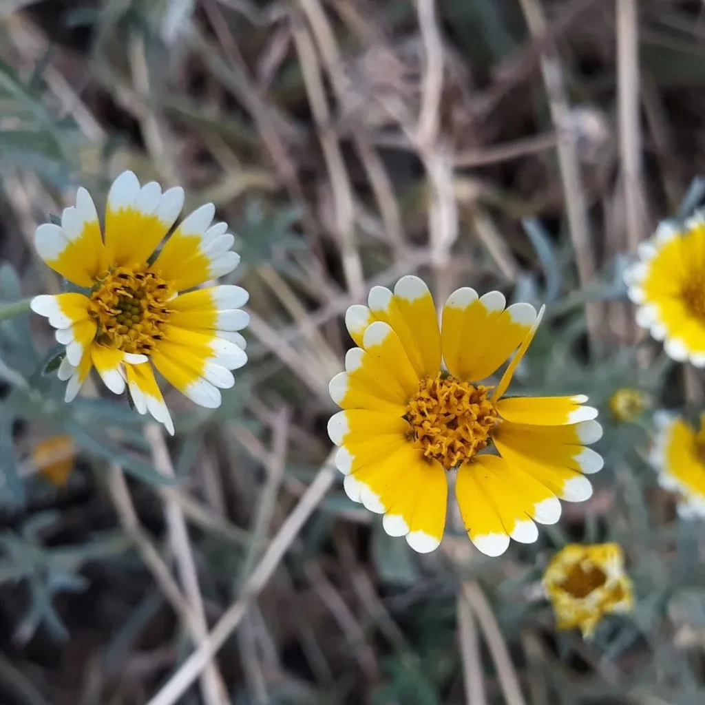 Layia platyglossa, une plante résistante à la sécheresse