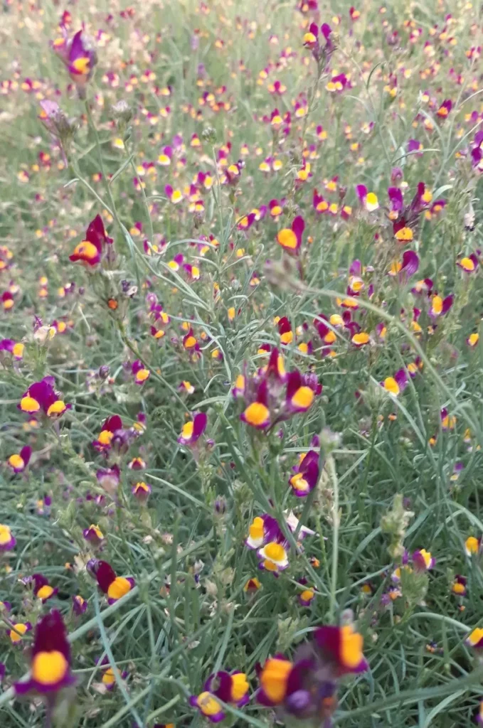 L'image montre de la linaire en fleurs à perte de vue