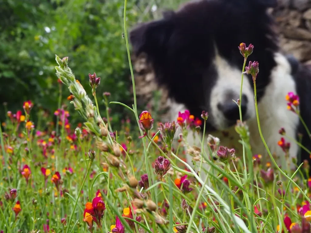 L'image montre un bosquet de linaire flamenco avec un chien en arrière plan