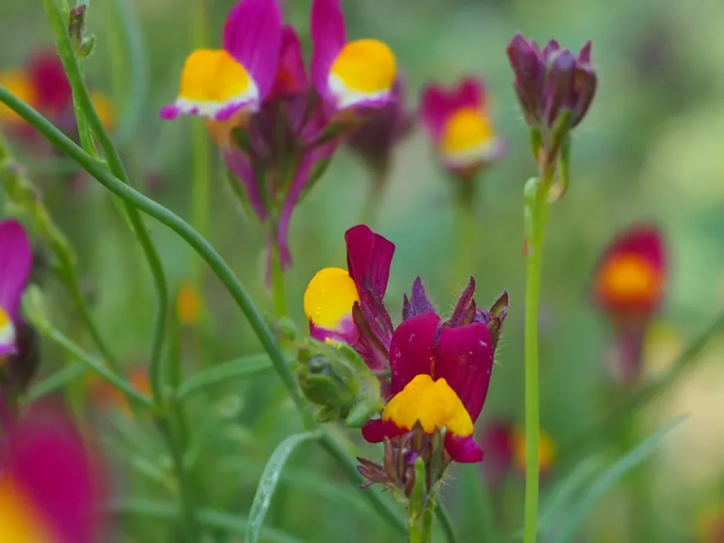 L'image montre la linaire "Flamenco" en gros plan, les fleurs sont magnifiques