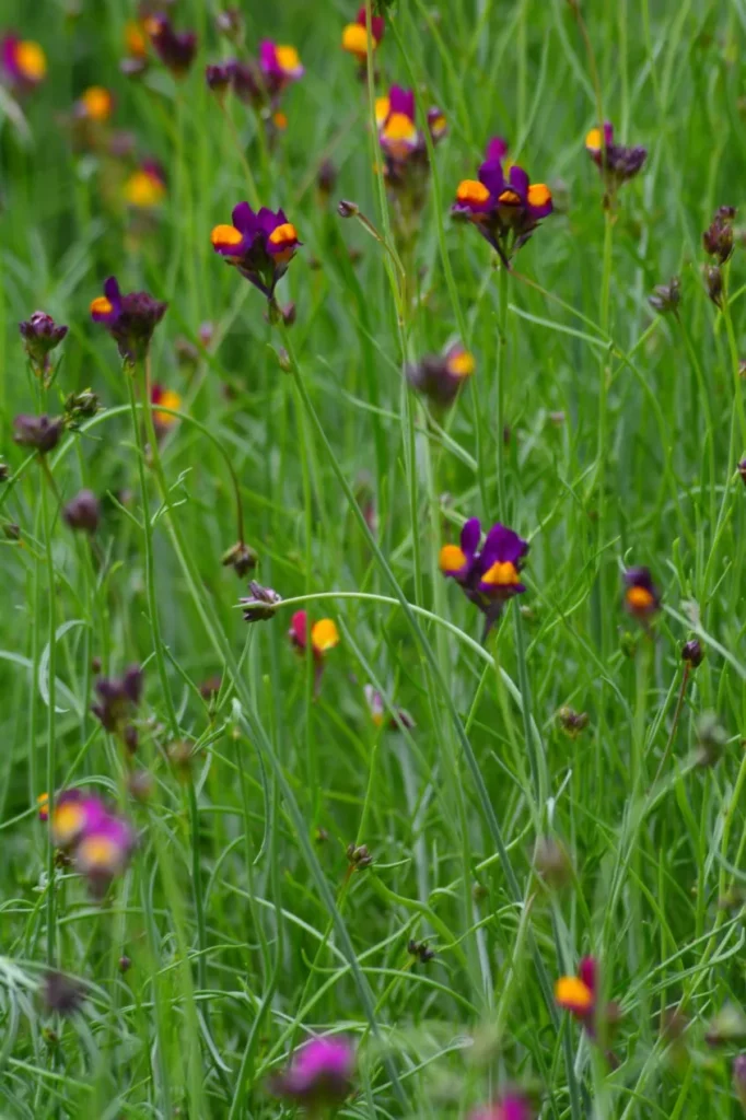 L'image montre des plantes de linaires flamenco