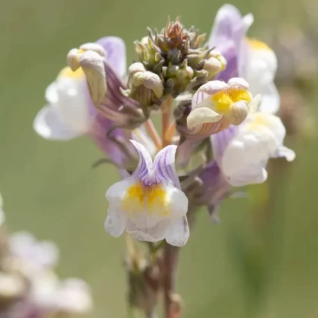 Sur cette photo nous voyons des petites fleurs de linaire rampante en gros plan