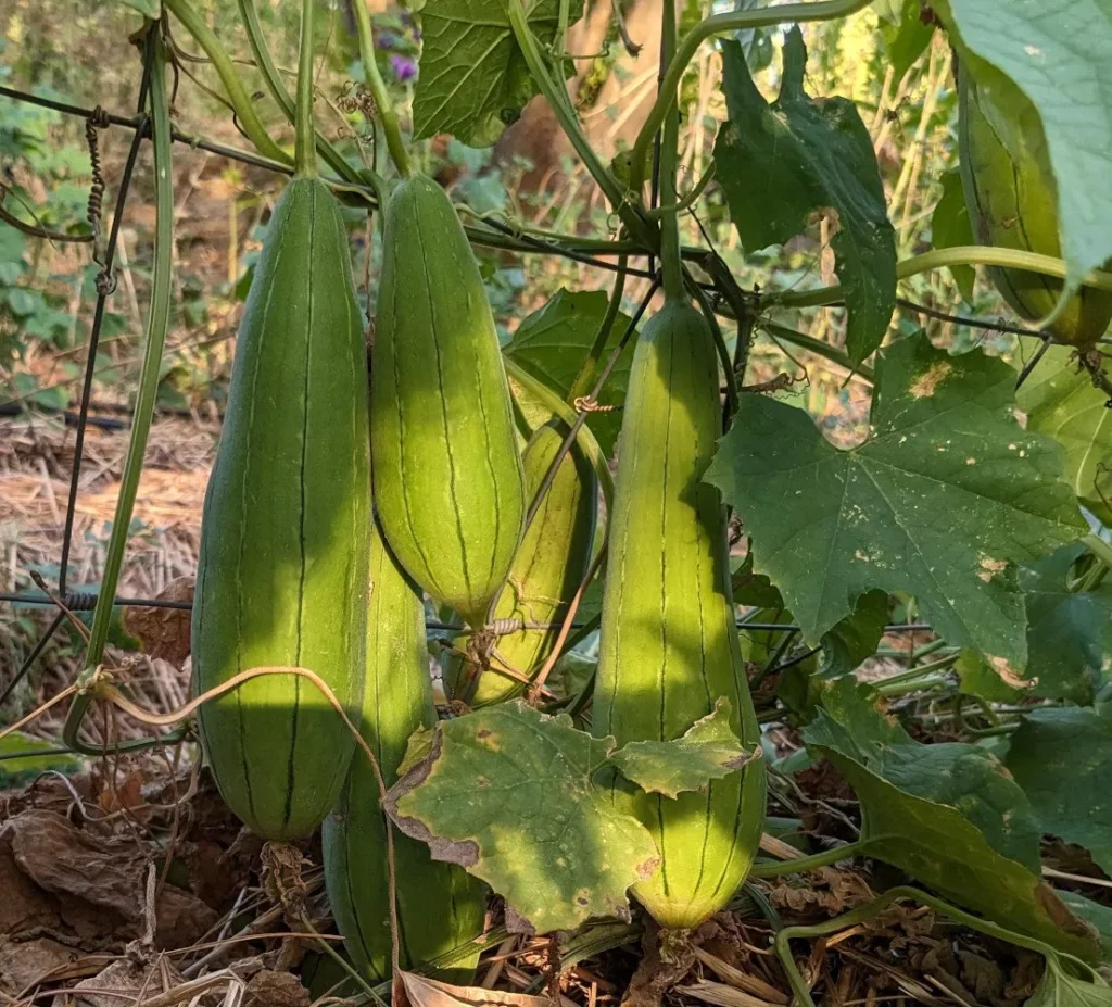 graines biologiques et reproductibles de luffa cylindrica
