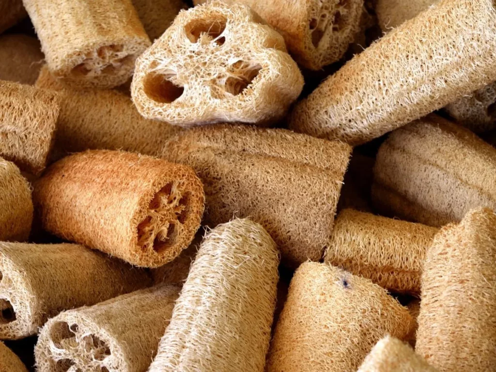 éponges végétales issues de la plante Luffa courge éponge