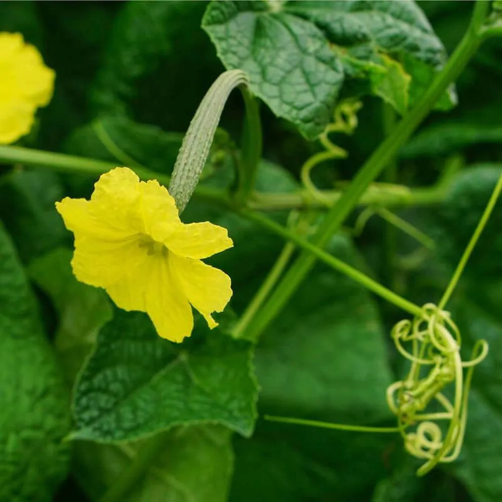 Fleur de la courge-éponge ou luffa dans les jardins de Pensez Sauvage