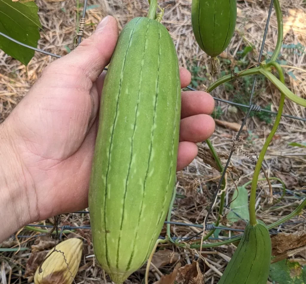 Fruit vert de la courge éponge ou luffa, dans la main d'un jardinier