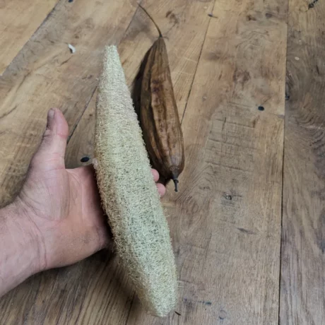 L’image montre deux luffas. Celui que l’on voit dans la main est frais et vert avec une surface texturée. L’autre, posé à côté sur une surface en bois, est brun et sec, révélant l’intérieur fibreux typique des luffas utilisés comme éponges naturelles.