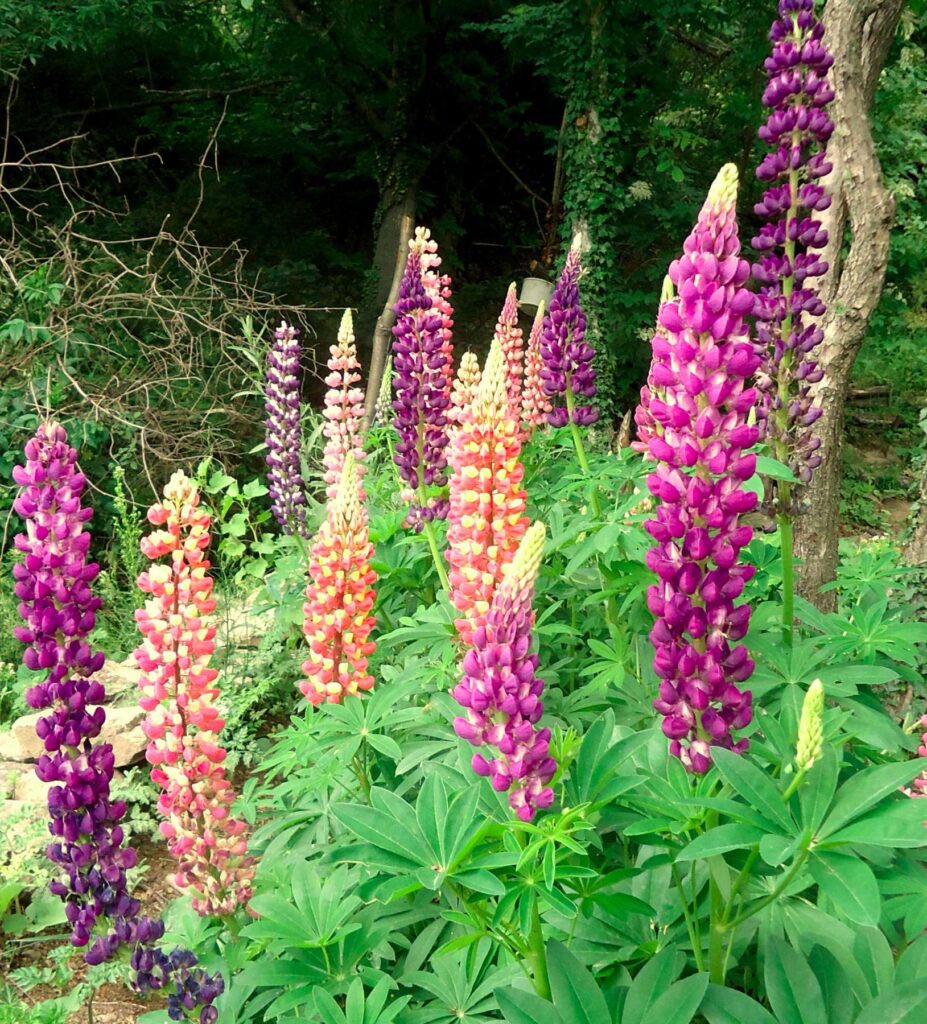 graines bio de lupin de russel